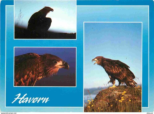 Carte postale animaux - -,