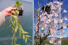 Dendrobium pierardii