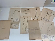 Herbier ancien professionnel