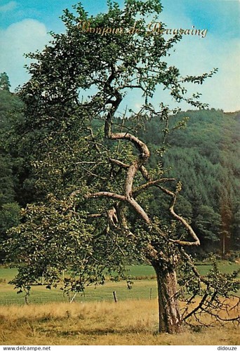 Carte postale belgique - carte,