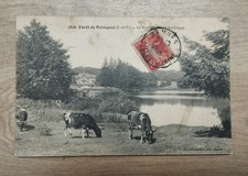 CPA 35 - Forêt de PAIMPONT