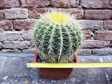 Echinocactus grusonii 25 cm