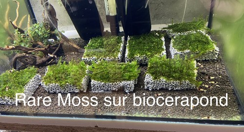 Mousse aquarium rare - mousse, moss