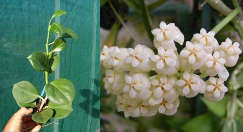 Hoya pachyclada