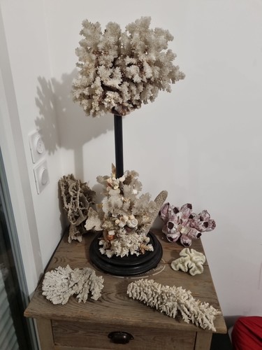Lot coraux blancs - lot,