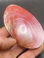4.25'' / 10.8 cm - Awesome colorfull Pearly shell - Natural Shell