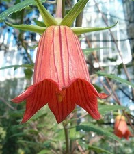 Canarina canariensis | Canary Bellflower | 5 Seeds