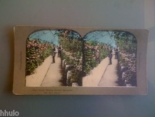 STC360 Greenhouse Garden Gardener Flowers Colors STEREO Photography Stereoview