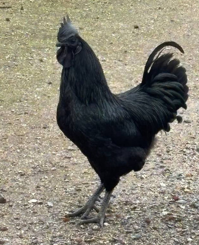 Pure ayam cemani hatching eggs - pure,