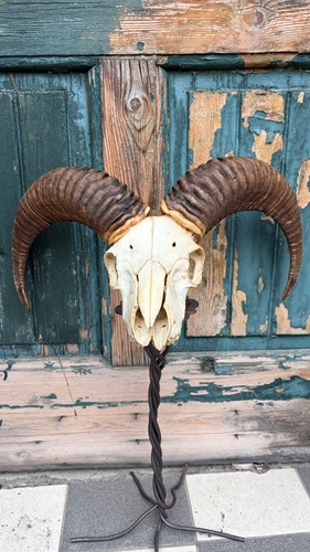 European mouflon skull - european,