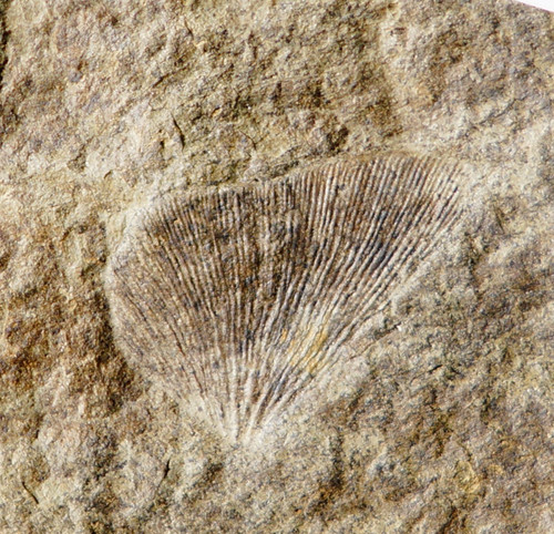 Feuille fossile très rare