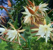 Bouture cutting Cactus à Feuilles Epiphyllum  Anguliger fleur parfumée