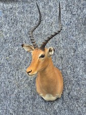  Taxidermy - Large, Majestic Impala Head Trophy - Free Shipping Free Ship