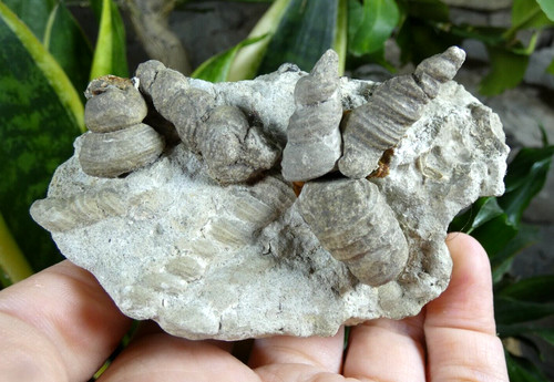 Fossile coquillage ancienne - coquillage,