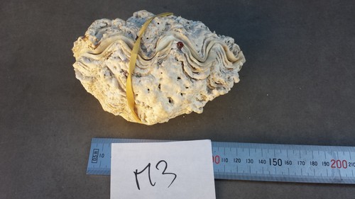 Superbe coquillage - m3/,