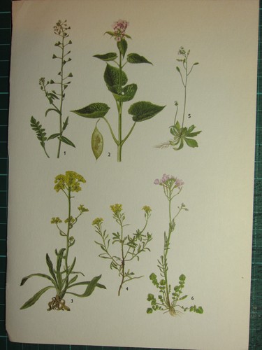Impression botanique vintage - impression, ~