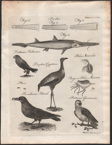 1797 rare gravure - 1797,