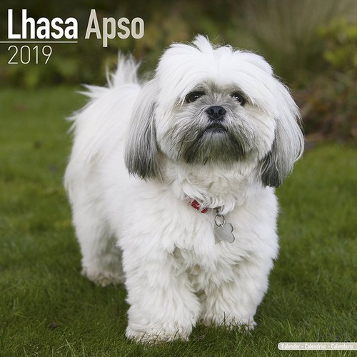 Calendrier 2019 lhassa apso - -,