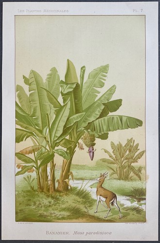 Plantes médicinales bananier - plantes,