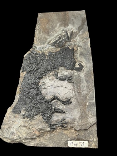 Amp51	DISCOSAURISCUS