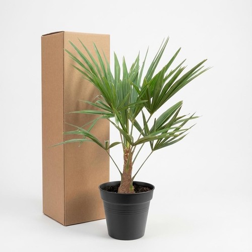 Trachycarpus palmier moulin - , à