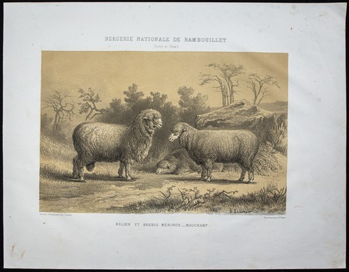 1873 bélier mouton et - -,