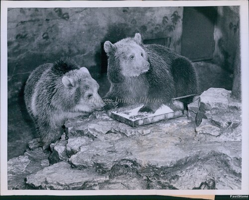 1960 photo brown bears petzi - photo, &