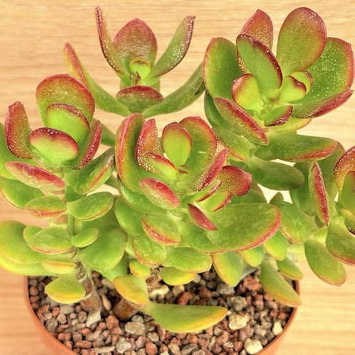 Crassula ovata mini - crassula,