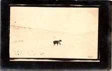 Real Photo Postcard Dog in Snow Velox c 1910s Border Collie Winter Scene