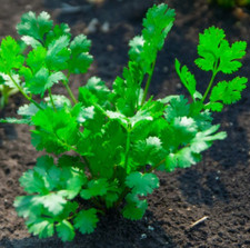 1000 Leisure Cilantro/Coriander Seeds | Non-GMO | Free Shipping | (1,000 Seeds)