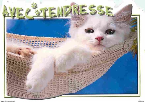 Carte postale animaux - carte,
