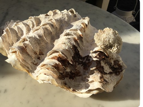Gros coquillage benitier - gros,
