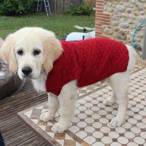 Pull chien taille sur - chien, mesure