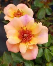 DECOROSIER BAÏA® / Rosier paysager rose orangé BAÏA® / Conteneur de 2 à 2.9 l...