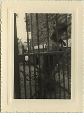 ANTIQUE PHOTO - VINTAGE SNAPSHOT - ANIMAL DOG GATE - DOG DOOR