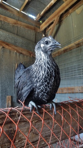 Silver laced ayam cemani - silver, /