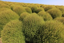 80 graines de Faux - Cyprès (Kochia Trichophylla)G403 SUMMER CYPRES SEEDS SEMI