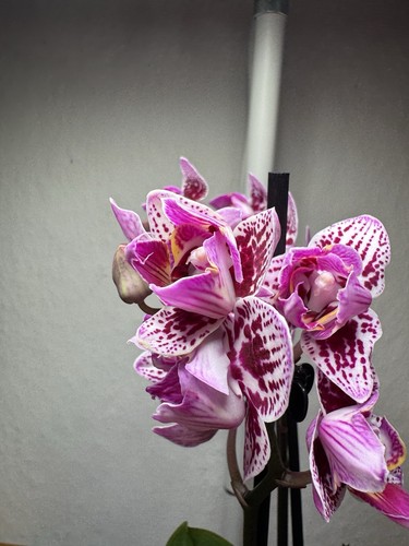 Orchidée phalaenopsis en - ,