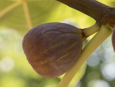 FICUS carica "Grise de Saint Jean", FIGUIER plant de 30cm!!