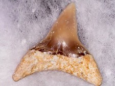 SHARK TOOTH - ALOPIAS