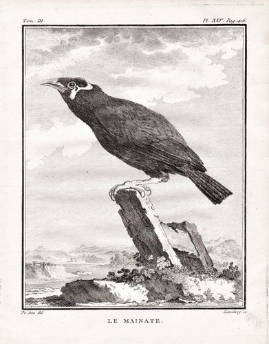 Beo mynah hill myna - beo,