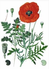 1500 Graines Coquelicot