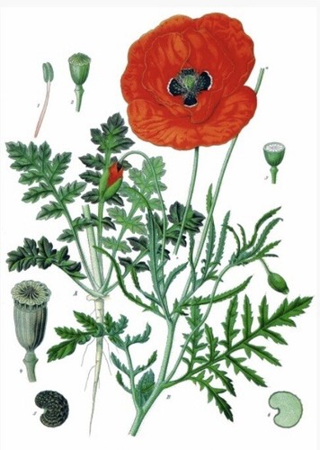 1500 graines coquelicot - 1500,