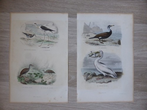 Gravures oiseaux couleur - 2,