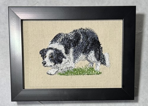 Border collie dog - border,