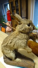 TAXIDERMIE LAPIN DES CHAMPS ANNEES 50 BALUCHON CURIOSA MUSEE CURIOSITE RABBIT