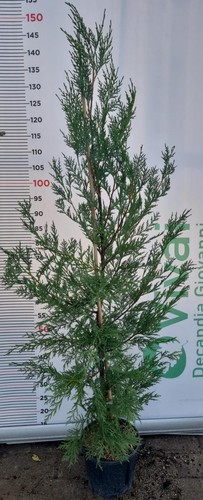 Plantes leylandii v18 - v18, h