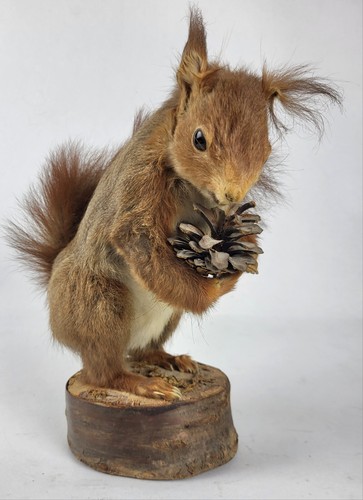 Taxidermie écureuil roux - Écureuil,
