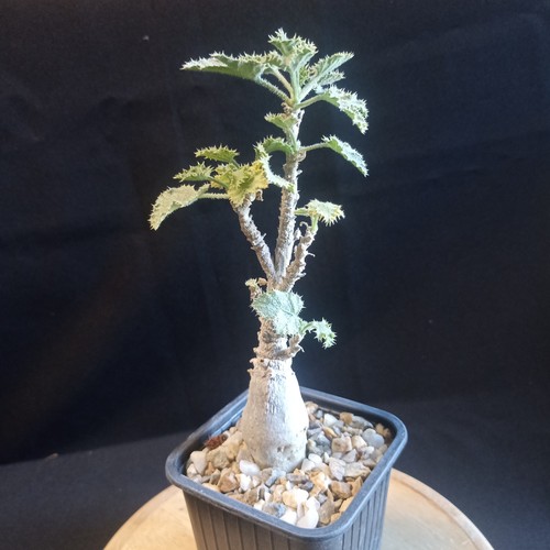 Dendrosicyos socotrana - dendrosicyos,