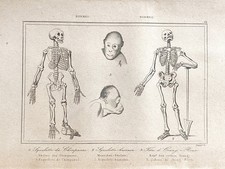 ENGRAVING INDONESIA BORNEO ISLANDS "SKELETON OF A HUMAN AND A HUTAN ORANG"